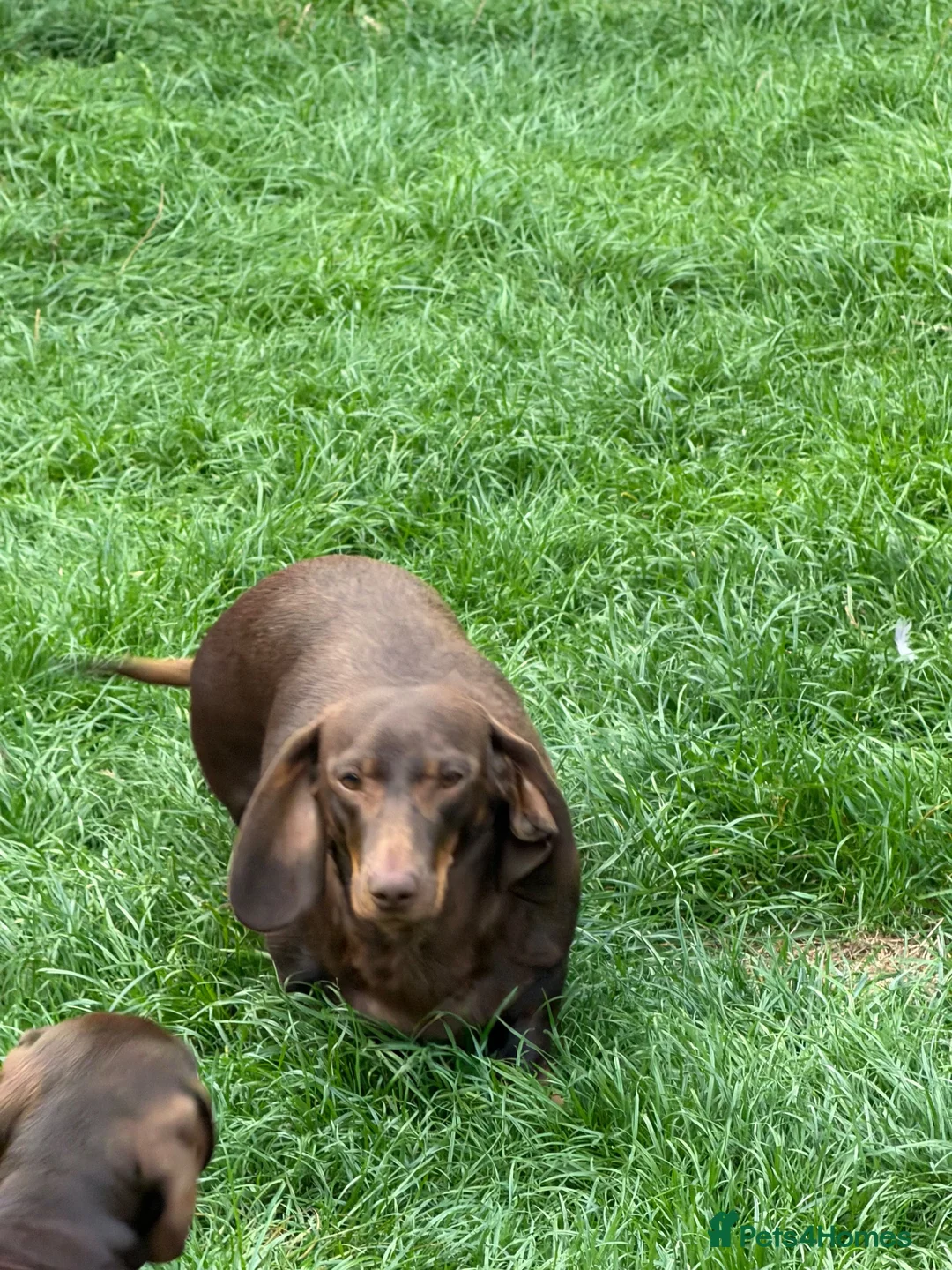 Dachshund dogs for sale: Dachshund is your friend forever  - Advert 1