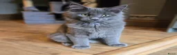 Maine Coon cats for sale: GCCF Blue Maine Coon litter ready to go - Advert 1