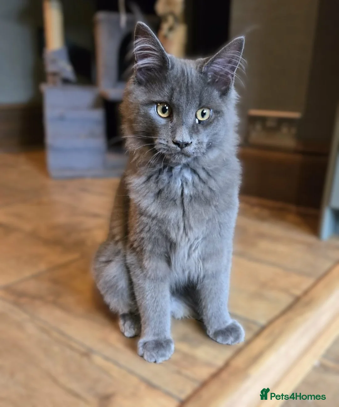 Maine Coon cats for sale: GCCF Blue Maine Coon litter ready to go - Advert 1