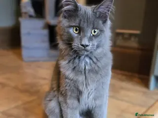 Maine Coon cats GCCF Blue Maine Coon litter ready to go - Advert 1