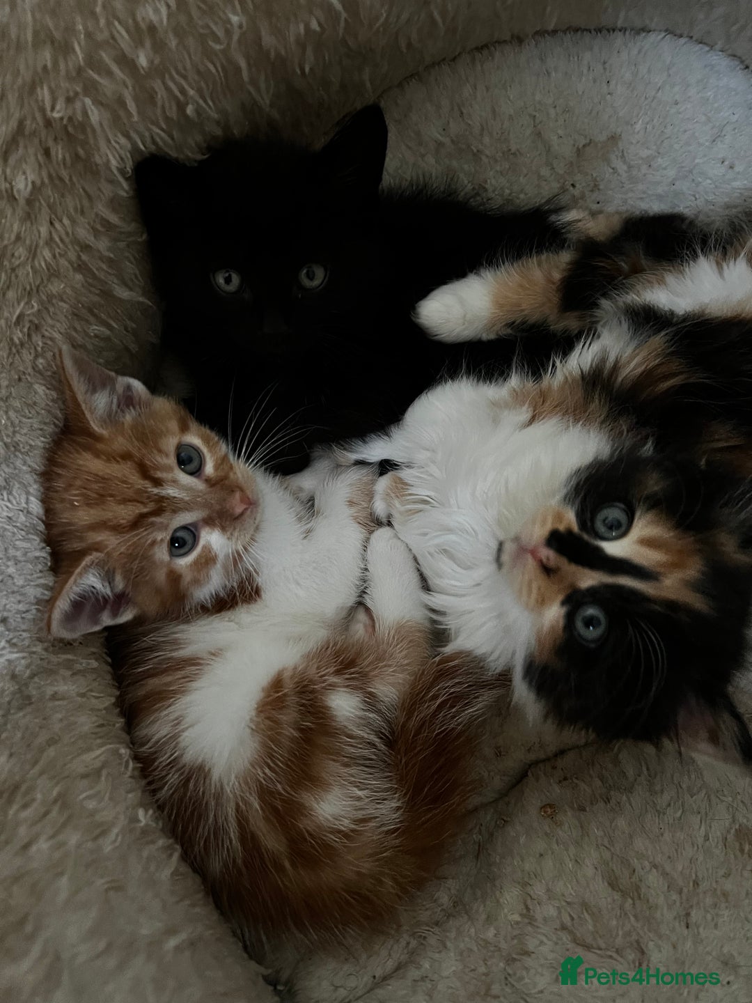 Mixed Breed cats for sale: Fluffy Mixed Breed Kittens For Sale  - Image 2