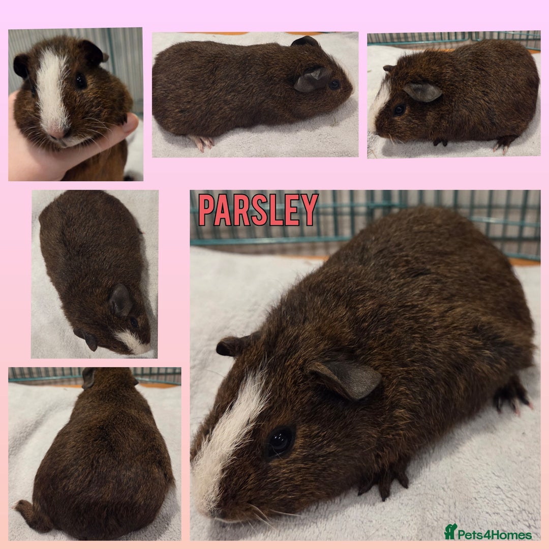 Guinea Pig rodents for sale: Gorgeous Baby Guinea Pigs - Advert 2