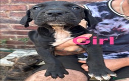 Mixed Breed dogs for sale: Daniff Puppies. Great Dane x Mastiff Ready 23/08 - Image 4