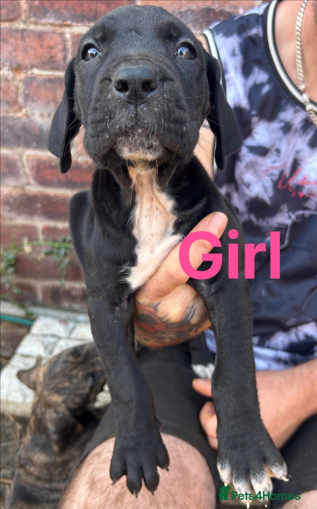Mixed Breed dogs for sale: Daniff Puppies. Great Dane x Mastiff Ready 23/08 - Image 4