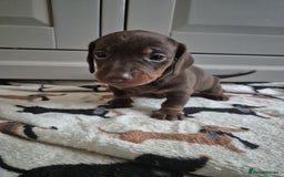 Miniature Dachshund dogs for sale: Miniature Dachshunds - Image 5