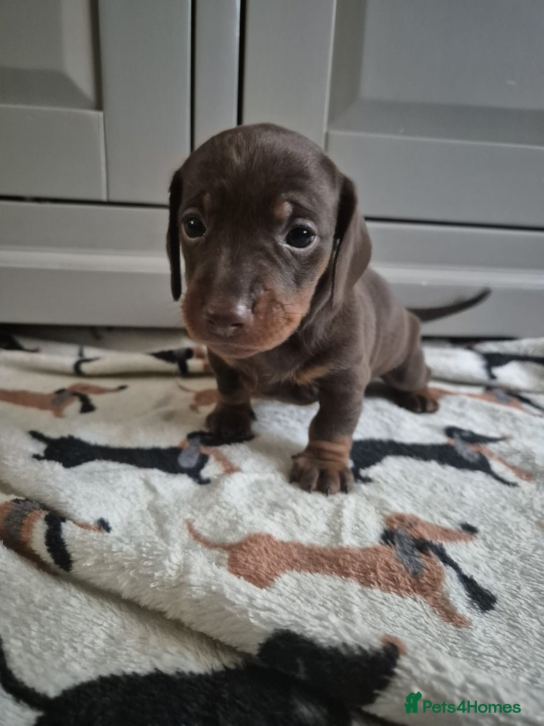 Miniature Dachshund dogs for sale: Miniature Dachshunds - Image 5