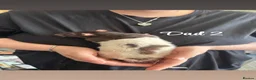 Rat rodents for sale: Baby rats  in Trowbridge - Advert 18