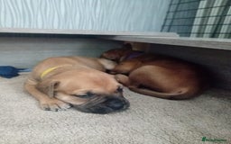 Mixed Breed dogs for sale: Bullmastiff X Puppies - Image 15