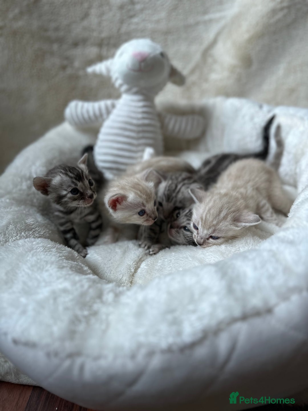 Bengal cats for sale: 💎💎💎 Luxury Bengal Kittens Available  - Image 6