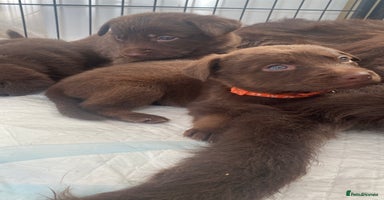 Mixed Breed dogs Beautiful Family-Raised Sheprador Puppies - Advert 7