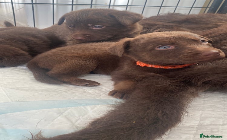 Mixed Breed dogs Beautiful Family-Raised Sheprador Puppies - Advert 9