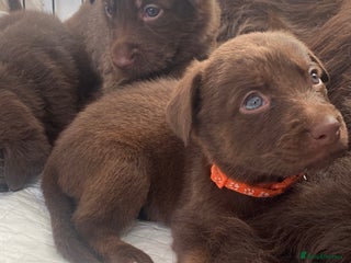 Mixed Breed dogs Beautiful Family-Raised Sheprador Puppies - Advert 6