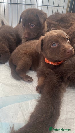 Mixed Breed dogs Beautiful Family-Raised Sheprador Puppies - Advert 9