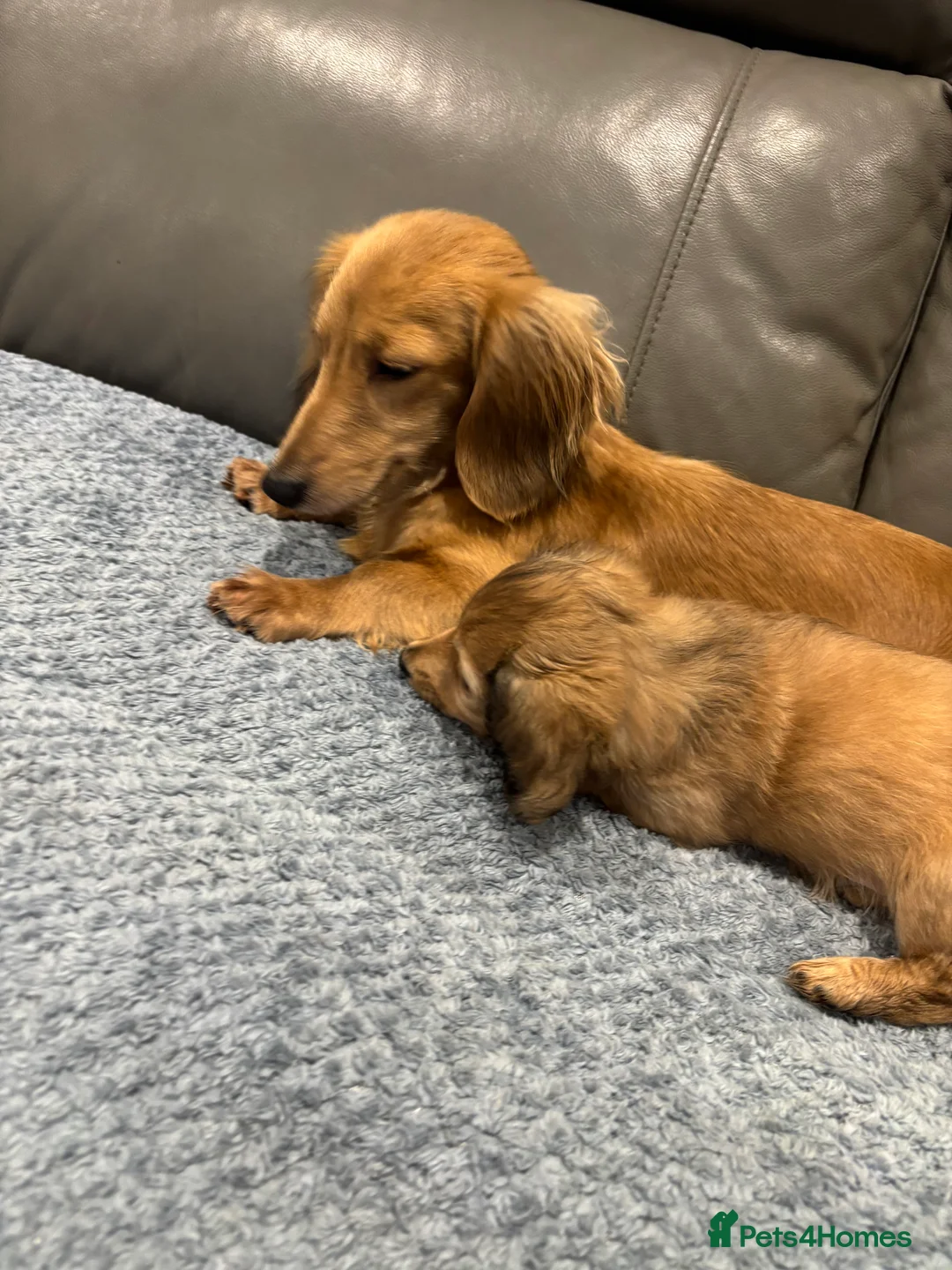 Miniature Dachshund dogs for sale: Beautiful cream boy ready to leave  - Advert 6