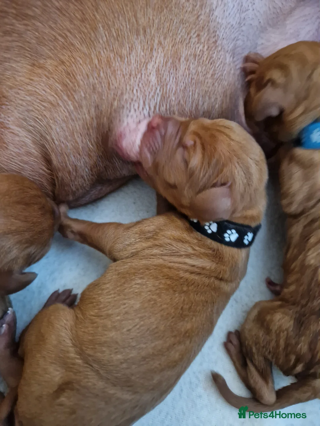 Hungarian Vizsla dogs for sale: Hungarian Russet Gold Vizsla Puppies.Non KC. - Advert 3