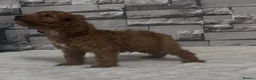 Cockapoo dogs for sale: F1 Deep Fox Red Cockapoo Boy - Advert 2