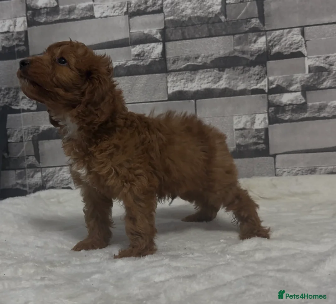 Cockapoo dogs for sale: F1 Deep Fox Red Cockapoo Boy - Advert 2