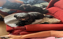 Shih Tzu dogs for sale: Stunning well trained male - Image 5