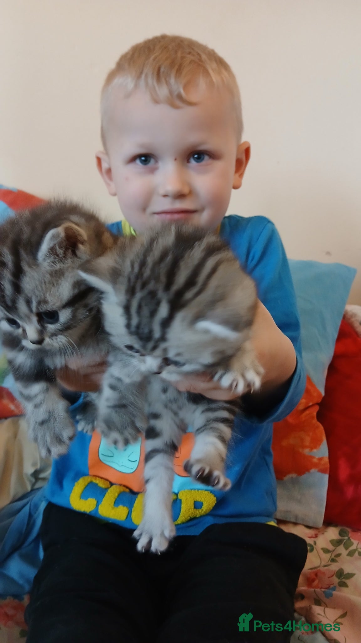 British Shorthair cats Bsh. Silver Tabby kittens. GCCF. - Advert 3