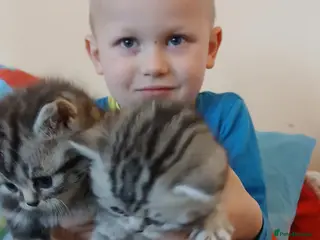 British Shorthair cats Bsh. Silver Tabby kittens. GCCF. - Advert 3