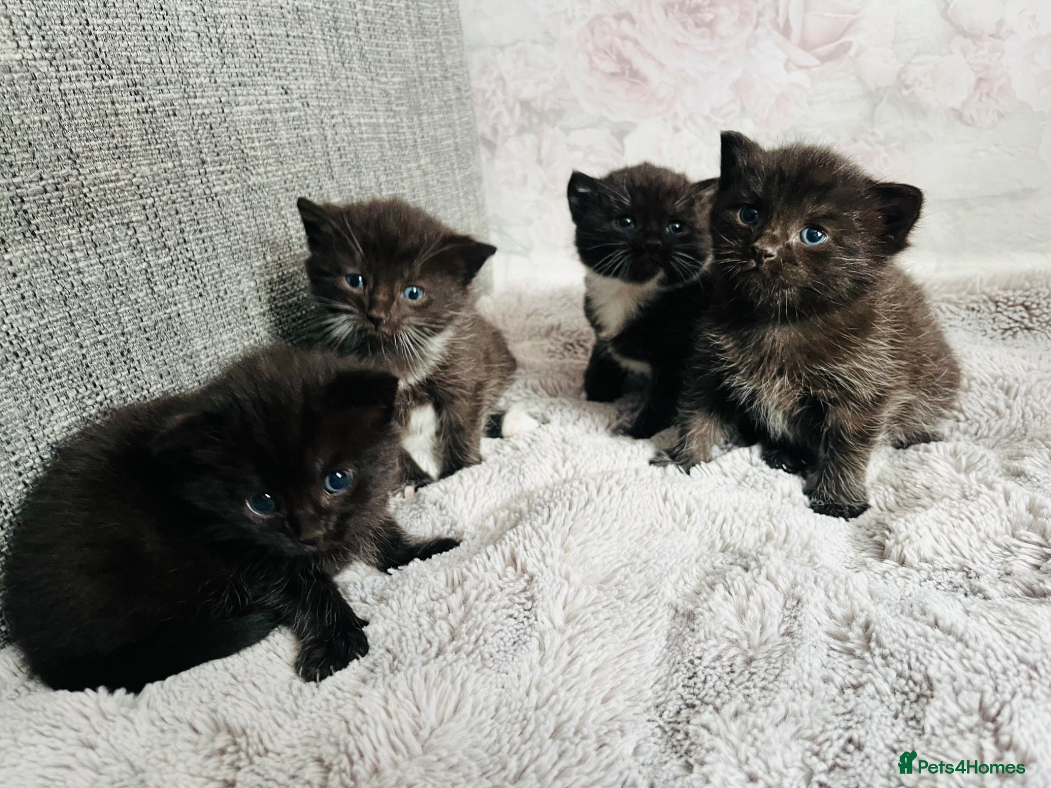 Mixed Breed cats Kittens half Russian blue  - Advert 10