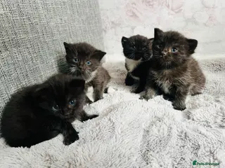 Mixed Breed cats Kittens half Russian blue - Advert 10