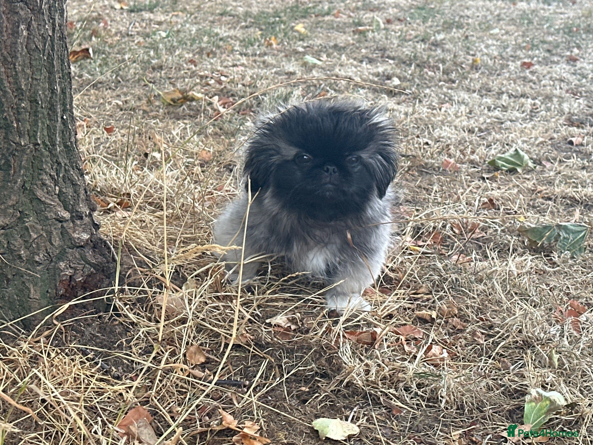 Pekingese dogs BEAUTIFUL PEKINGESE GIRL PUPPY  - Advert 1