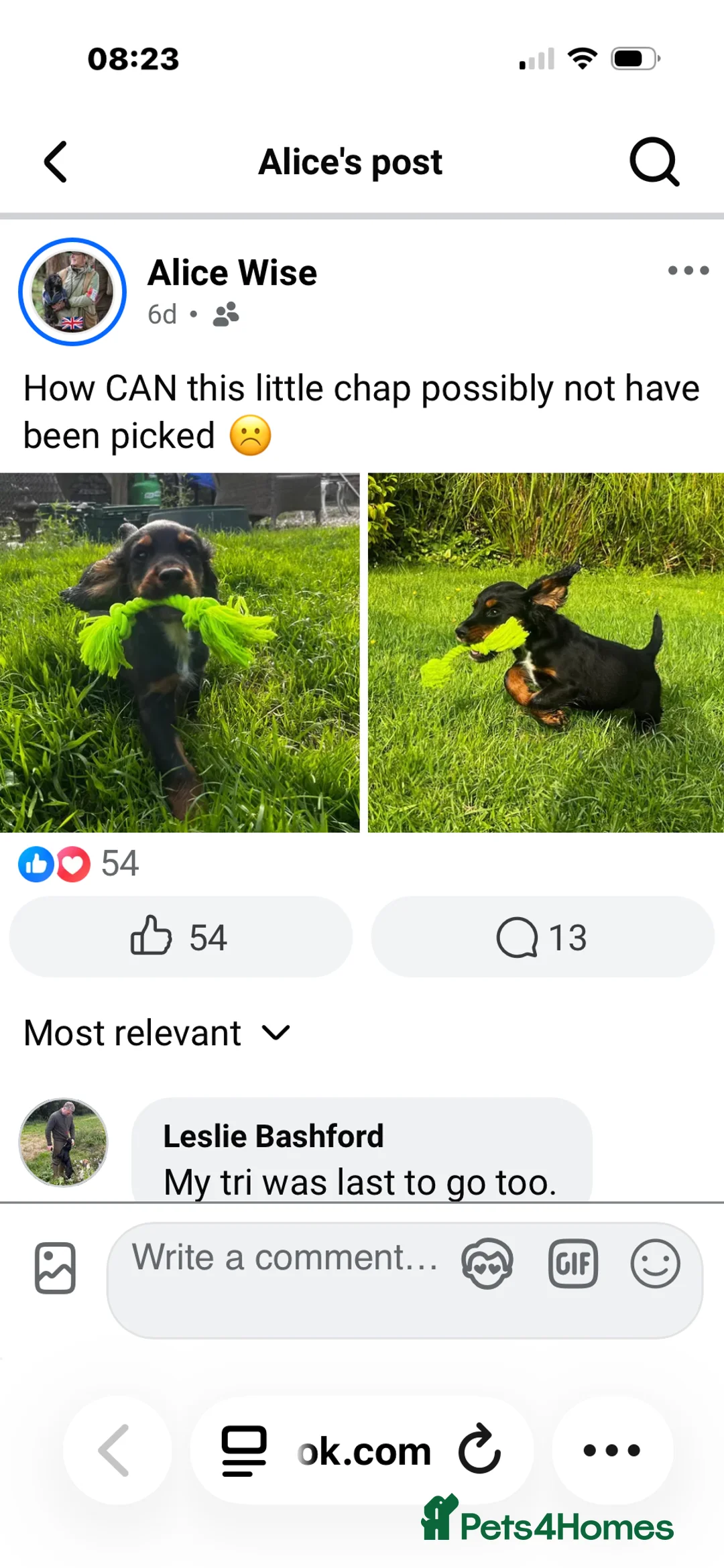 Cocker Spaniel dogs for sale: Beautiful Tri Colour Cocker Spaniel - Advert 1