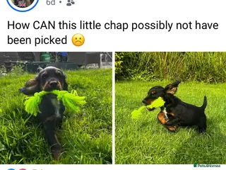 Cocker Spaniel dogs Beautiful Tri Colour Cocker Spaniel - Advert 2