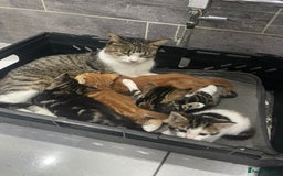Mixed Breed cats for sale: Beautiful Fluffy Kittens  - Image 16