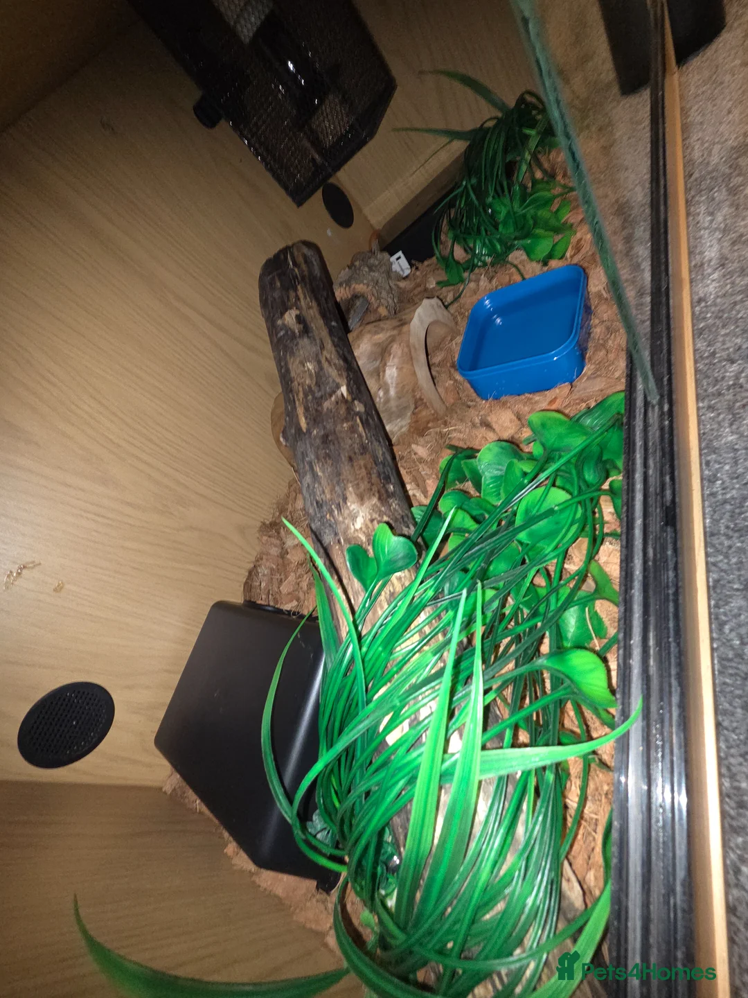 Corn Snake reptiles for sale: Corn snake with full set up - Advert 5