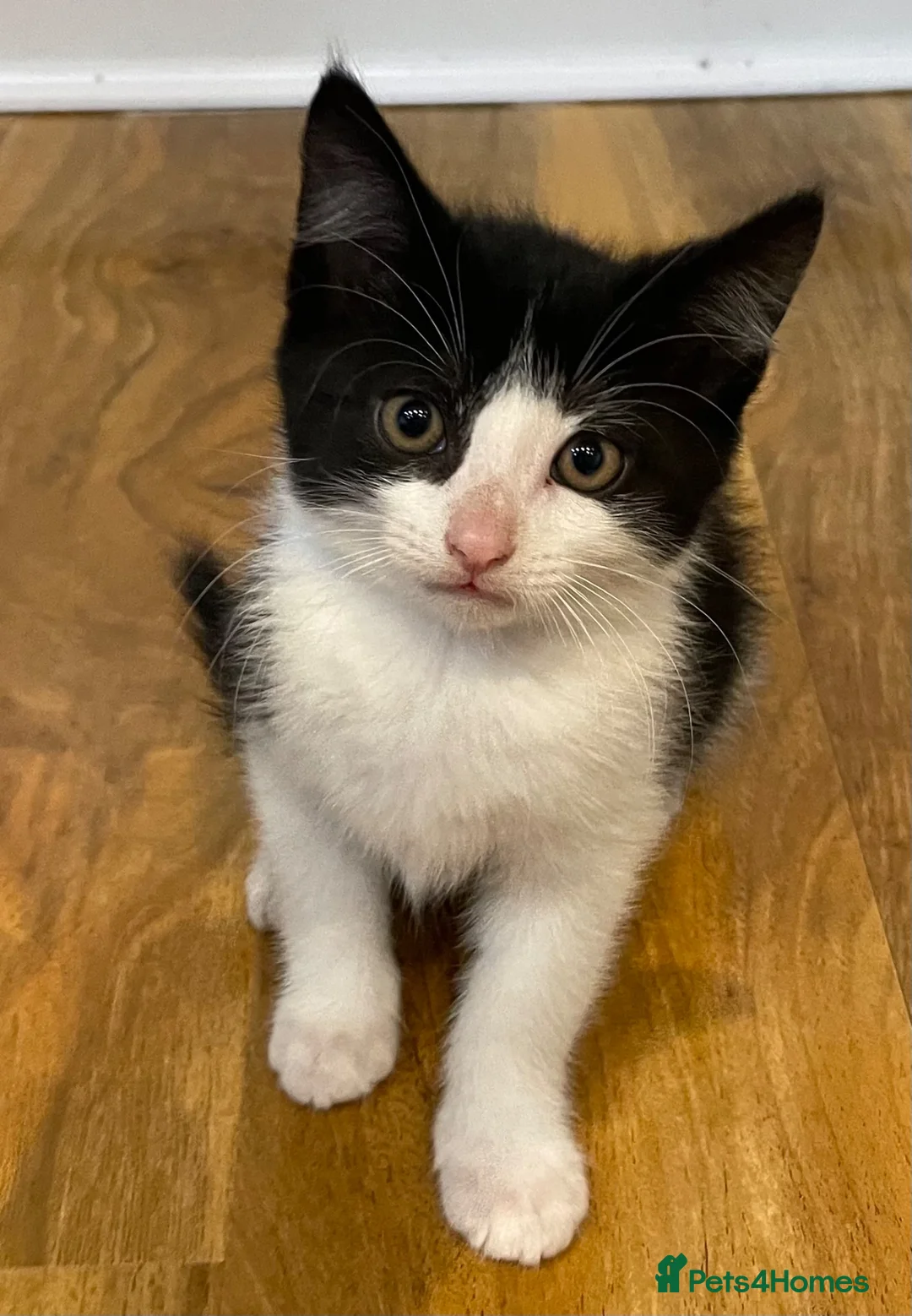 Mixed Breed cats for sale: 9 weeks old beautiful kitten  in Orpington - Advert 25