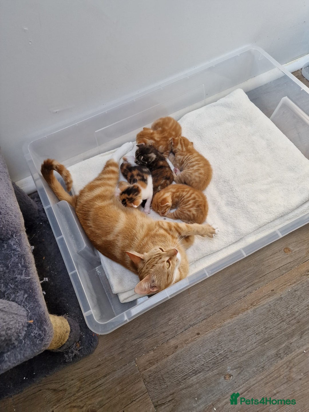 Mixed Breed cats for sale: 2 Ginger Boys, 1 Tabby Girl. Donate to charity - Image 6