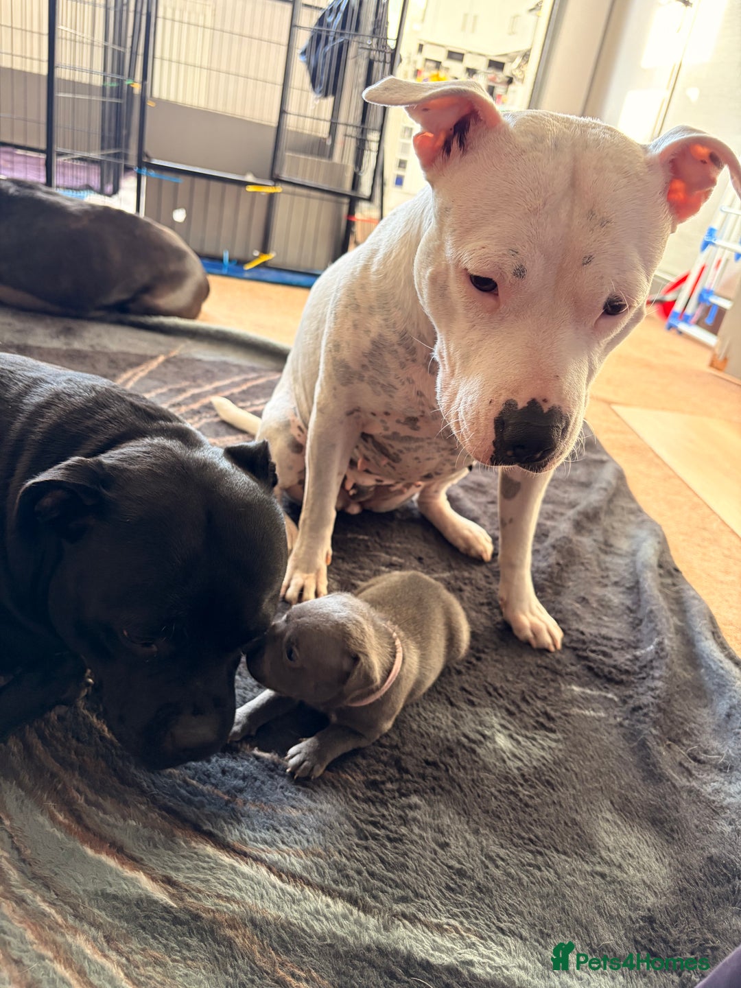 Staffordshire Bull Terrier dogs for sale: Staffordshire Bull Terrier puppies for sale  - Image 20