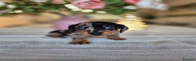 Dachshund Puppy 3
