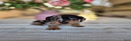 Dachshund dogs for sale: 💙Miniature Dachshund puppies! First litter!🩷  - Advert 33