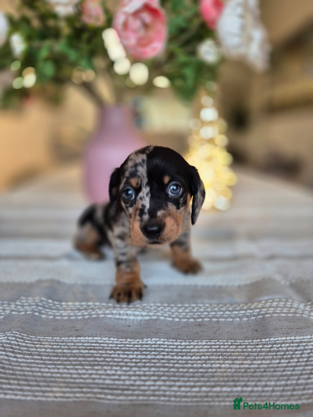 Dachshund dogs for sale: 💙Miniature Dachshund puppies! First litter!🩷  - Advert 33