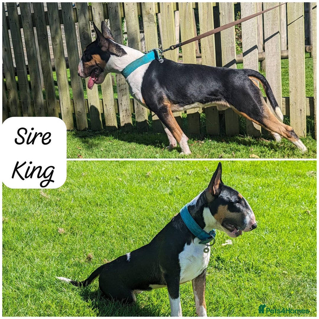 English Bull Terrier dogs for sale: English Bull Terriers Champion Bloodlines  - Image 4