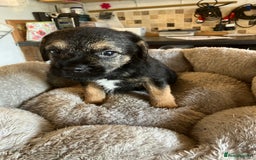 Border Terrier dogs for sale: K.C. Registered border terrier puppies  - Image 7