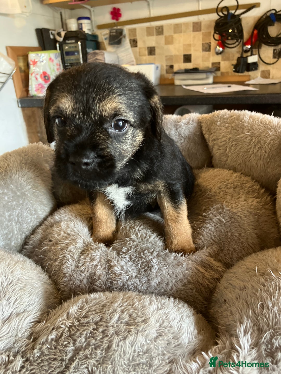 Border Terrier dogs for sale: K.C. Registered border terrier puppies  - Image 7