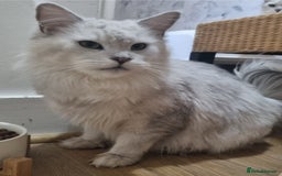 Maine Coon cats for sale: Very sweet big silver shaded girl NEUTERED  - Image 7