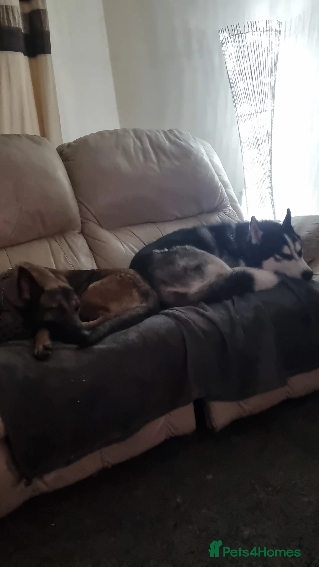 Belgian Shepherd Dog dogs for sale: zara  - Advert 8