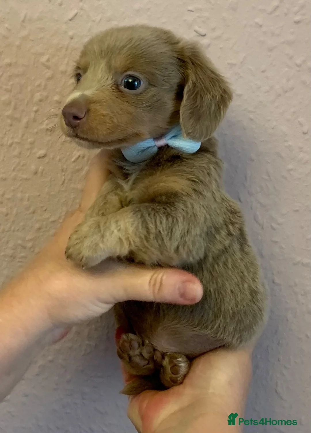 Miniature Dachshund dogs for sale: Just 2 long coat miniature dachshund puppies left - Advert 25