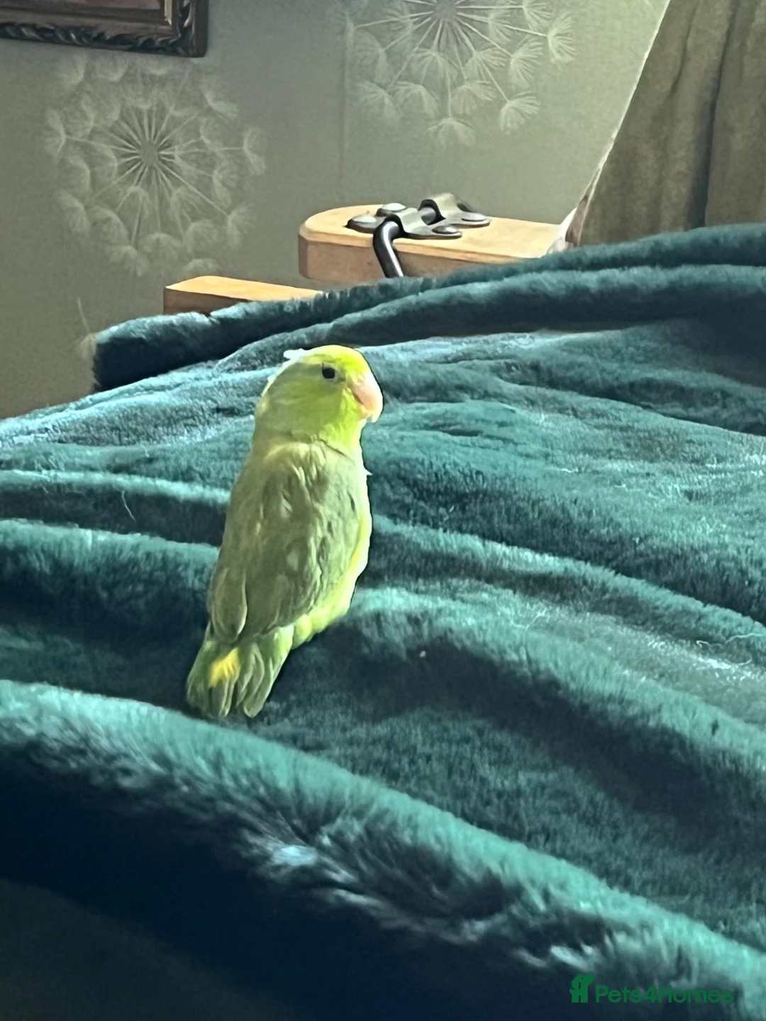 Parrots birds for sale: Parrotlet in Wakefield - Advert 2