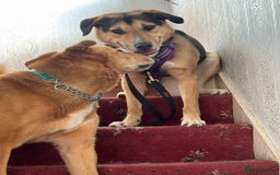 Mixed Breed dogs for adoption: Beautiful Kobie looking for his forever home - Image 4