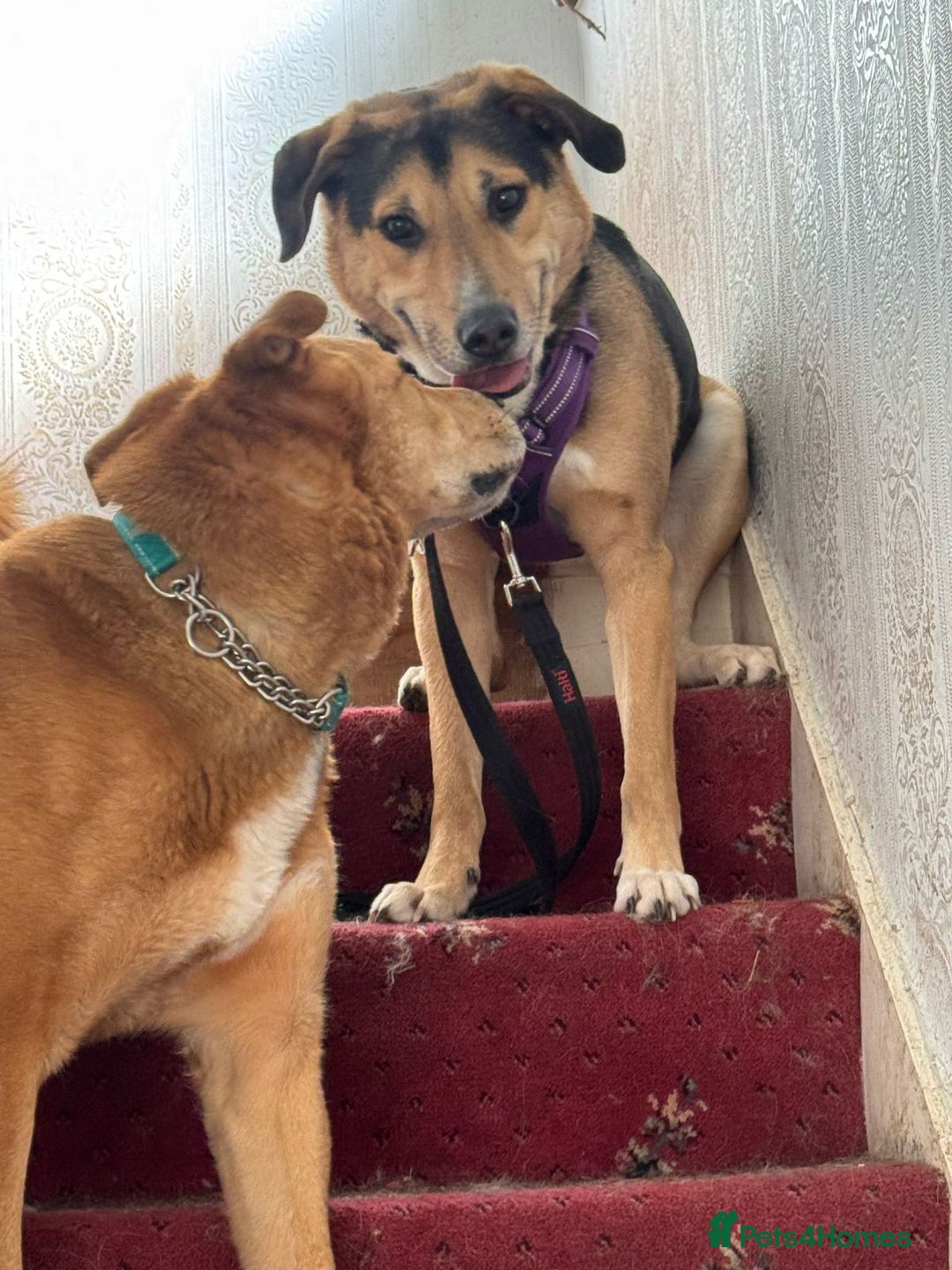 Mixed Breed dogs for adoption: Beautiful Kobie looking for his forever home - Image 4