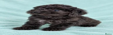 Cockapoo 8