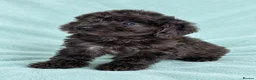 Cockapoo dogs for sale: Lovely cockapoo puppies Merle, apricot, black, red - Advert 9