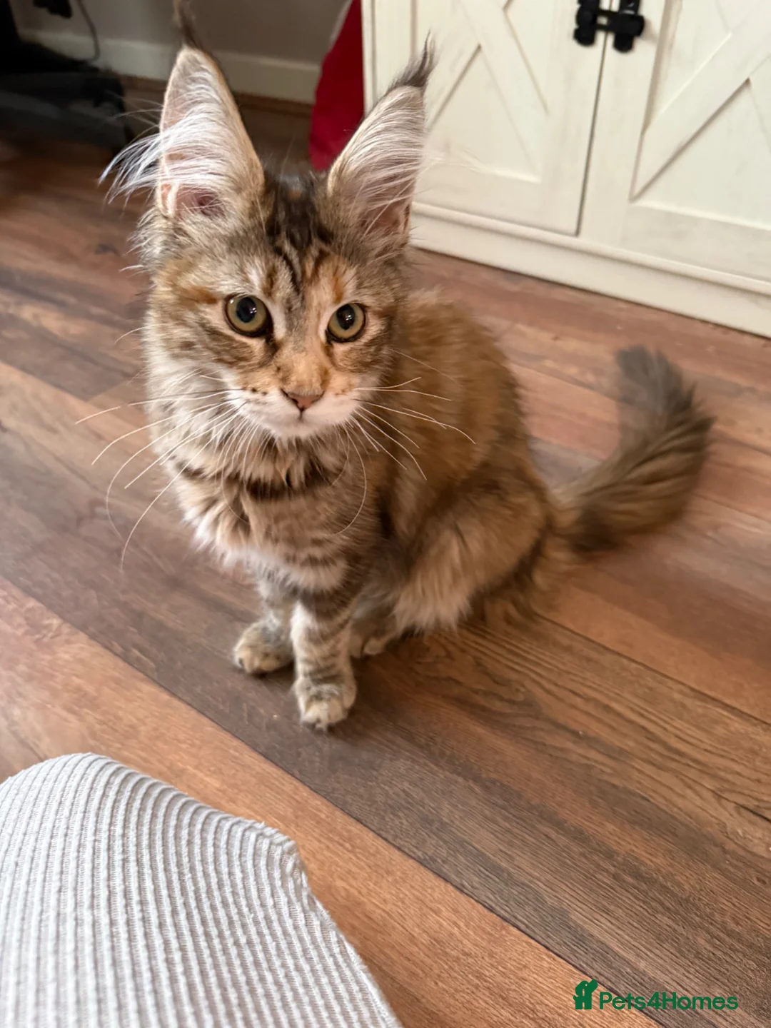 Maine Coon cats for sale: Female Maine coon - Advert 2