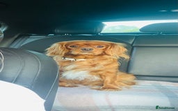 Cavalier King Charles Spaniel dogs for sale: Looking to Rehome my beloved girls. - Image 4